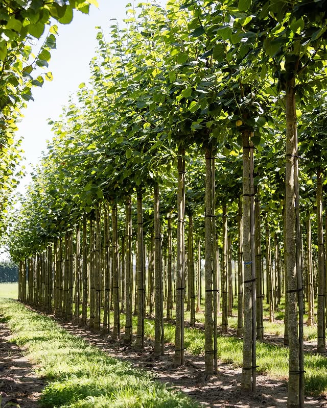 Laanbomen
