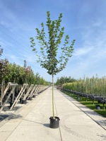 Acer platanoides