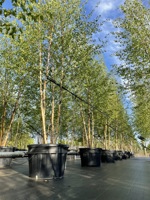 Betula pendula