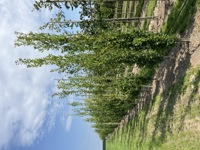 Quercus robur