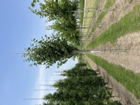Tilia cordata Greenspire