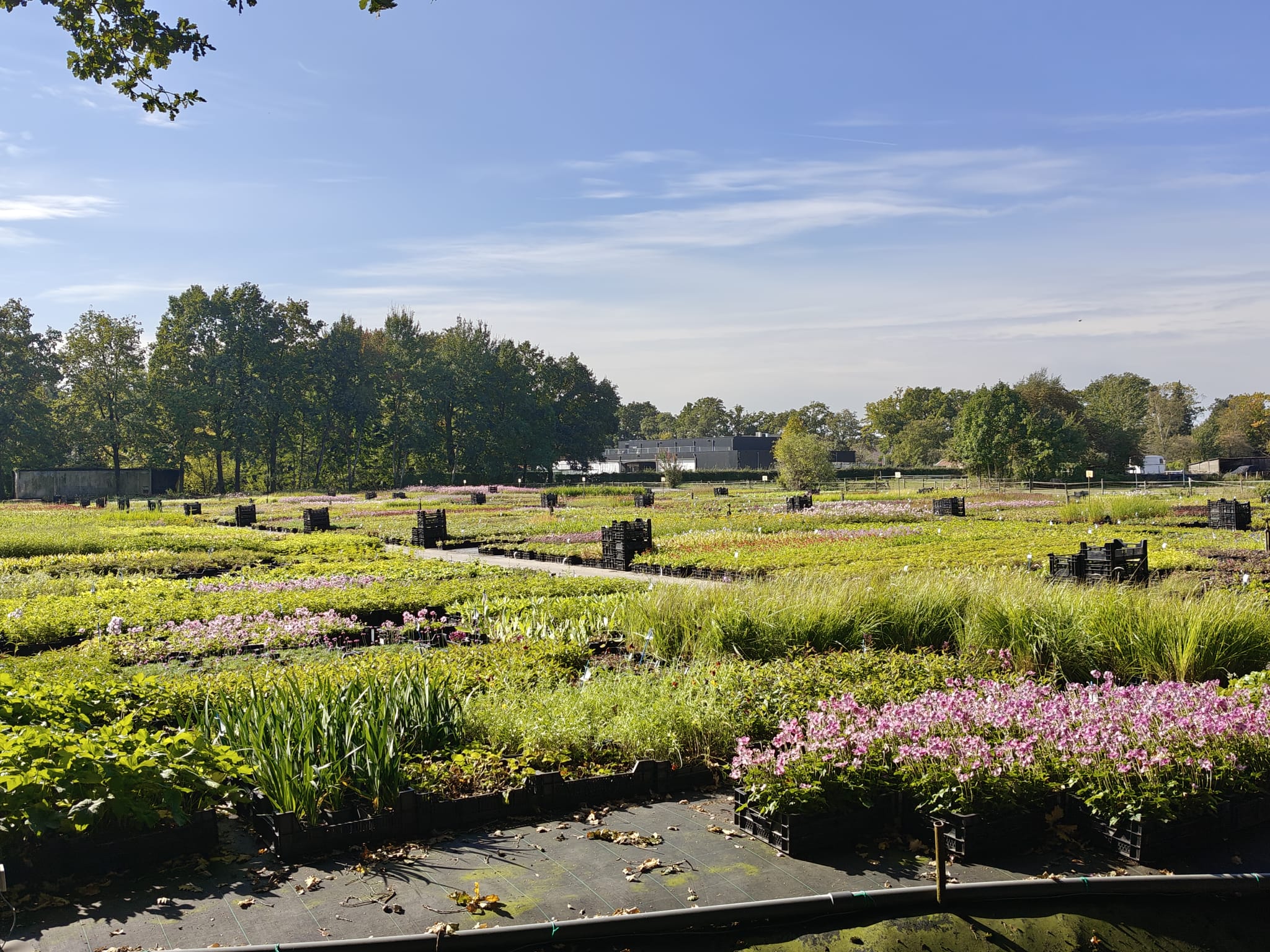 Overzicht containerveld kwekerij