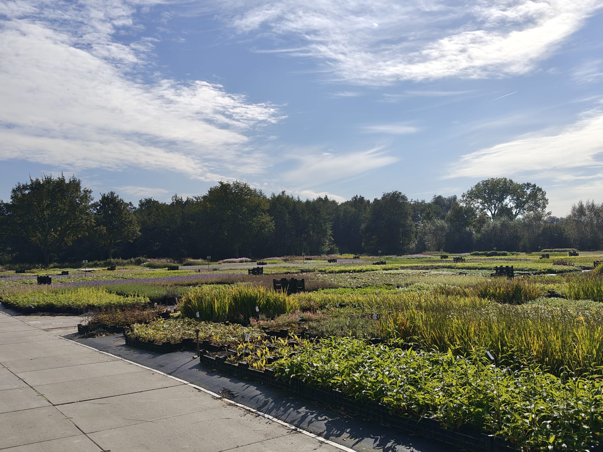 Vaste planten